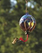 Hummingbird in Flight